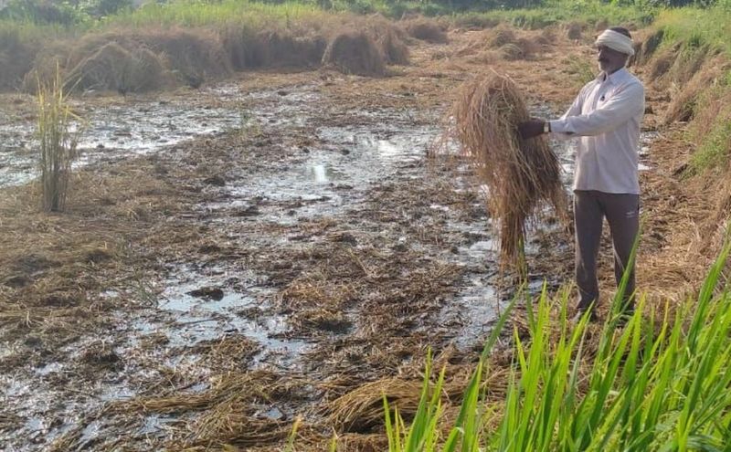The disease has destroyed paddy fields in five villages of Chandrapur district | लाल्या रोगाने चंद्रपूर जिल्ह्यातील पाच गावातील धानाची शेती उद्ध्वस्त