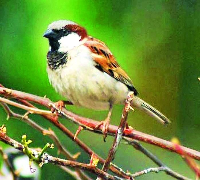 The struggle for the existence of a sparrow in the cement forest | सिमेंटच्या जंगलात चिऊताईची अस्तित्वासाठी धडपड