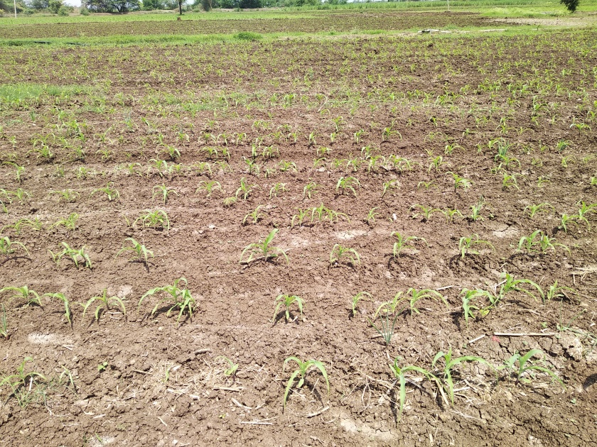 Crop corners due to rain | पावसाअभावी करपला मका