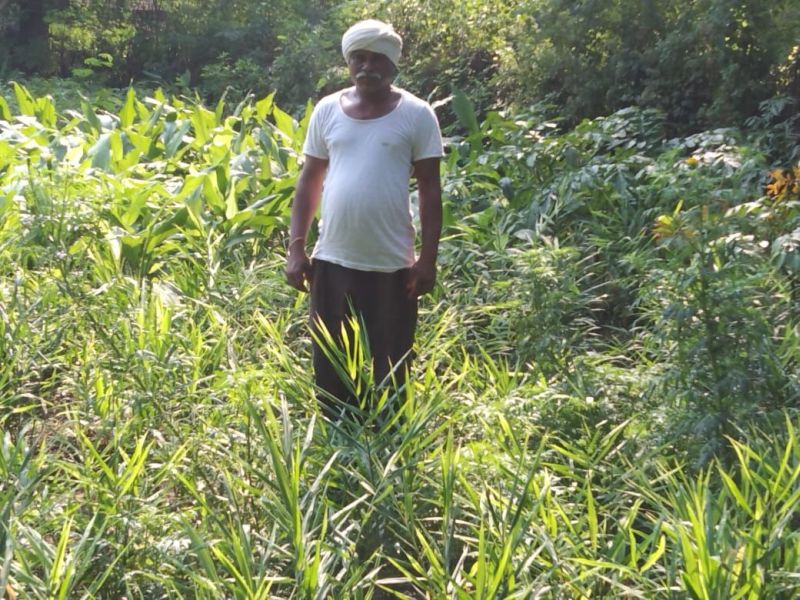 Turmeric and Ginger flourished in Kalamgaon in Gadchiroli district | गडचिरोली जिल्ह्यातील कळमगावात हळद व आल्याची शेती बहरली