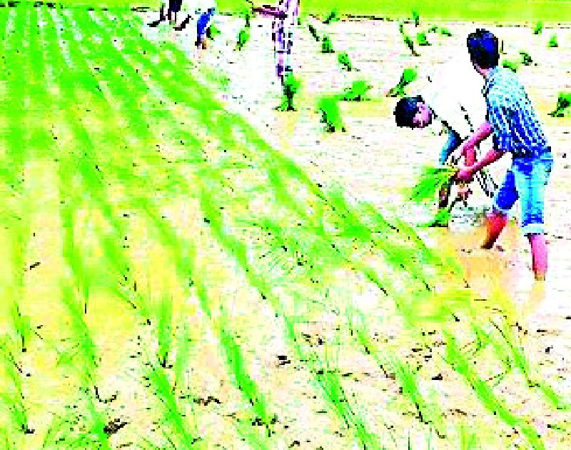 Only 19 percent of the district's paddy plantation | जिल्ह्यात केवळ १९ टक्के धान रोवणी