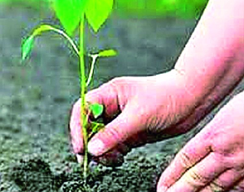 53 lakhs of trees planted this year | यावर्षी ५३ लाख वृक्ष लागवड