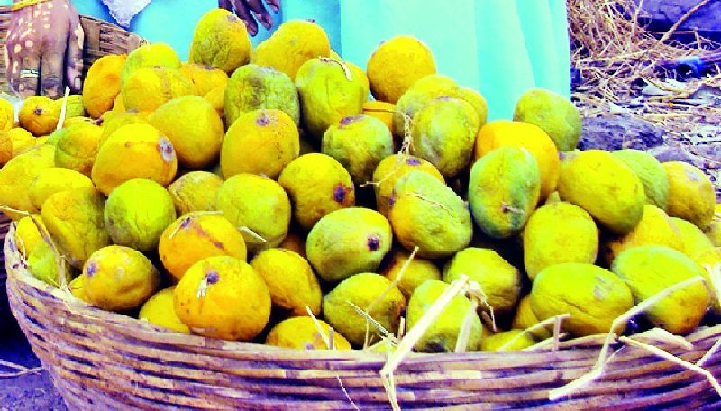 Amrai is extinct, chemically mango market | आमराई लुप्त, रसायनयुक्त आंबा बाजारात