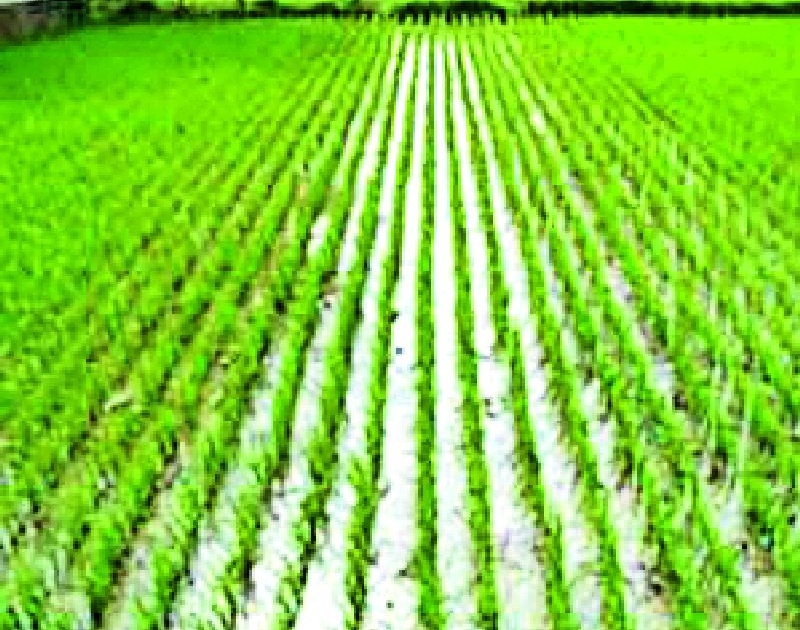 Sanjivani for two days rains crop | दोन दिवसाच्या पावसाने पिकांना संजीवनी