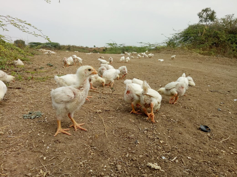 Thousands of chickens thrown into the lake clash with hordes of Mokat dogs! | coronavirus; तलावात फेकलेल्या हजारो कोंबड्यांवर मोकाट कुत्र्यांच्या टोळीनं घातली झडप !