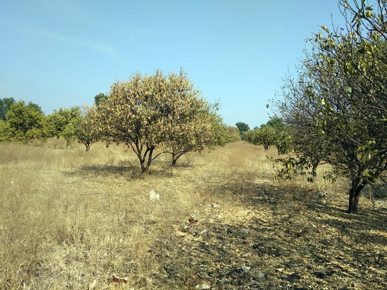 Farmer's big exercise to save orchards | फळबागा वाचवण्यासाठी शेतकऱ्यांची मोठी कसरत