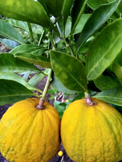 Loss of Citrus limetta horticulture growers ..! | मोसंबी फळबाग उत्पादकांचे नुकसान..!
