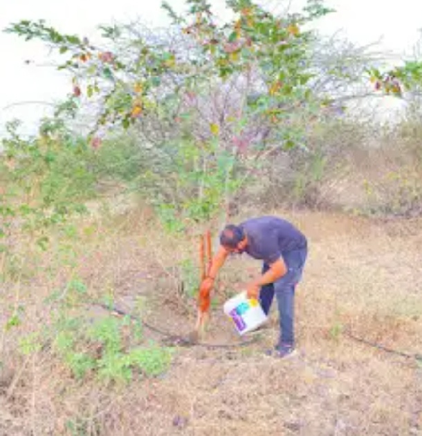 Environmentally friendly dusting by coloring the trees | वृक्षाना रंग देऊन पर्यावरणपूरक धूलिवंदन