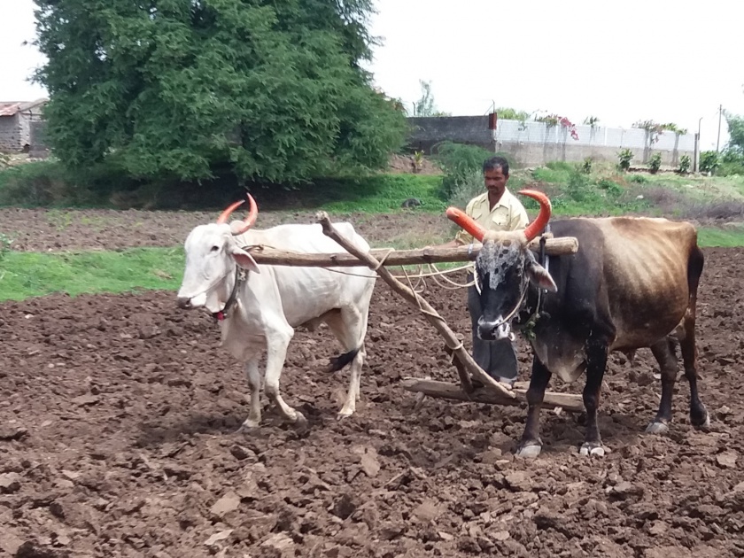 Satara: Surja-Raja tractor of life, ignored only, poor farmers | सातारा : जीवाभावाचा सर्जा-राजा ट्रॅक्टरपुढं दुर्लक्षित, गरीब शेतकऱ्यांकडेच बैलजोडी