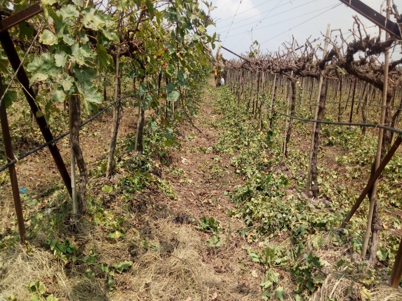 At the rate of grape plants pruning | द्राक्ष बागांच्या छाटणीस वेग