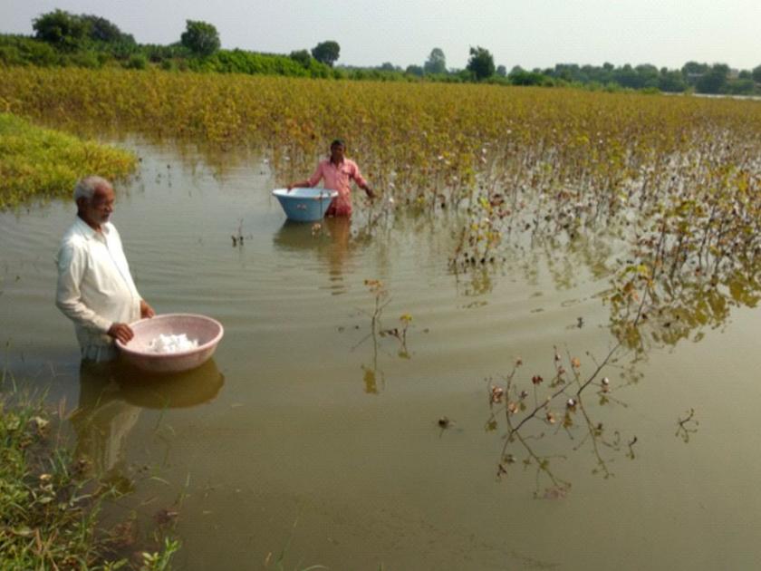 Cotton picking in waist-deep water due to inflow of water from Susari dam | सुसरी धरणाचे पाणी शेतात शिरल्याने कमरेएवढ्या पाण्यात कापूस वेचणी