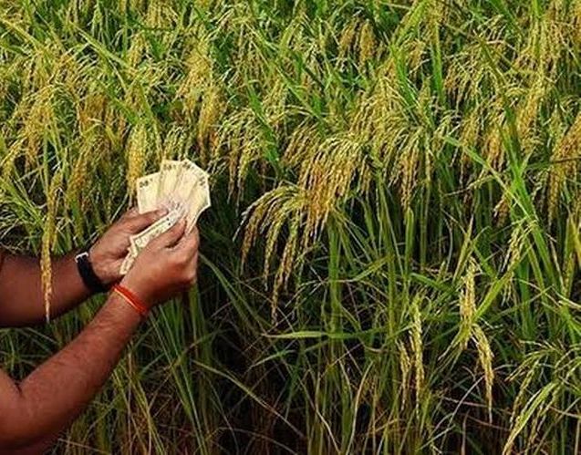 Suggestions by banks to cooperate on flower farmers' debt relief scheme | फुले शेतकरी कर्जमुक्ती योजनेबाबत बँकांनी सहकार्य करण्याच्या सूचना