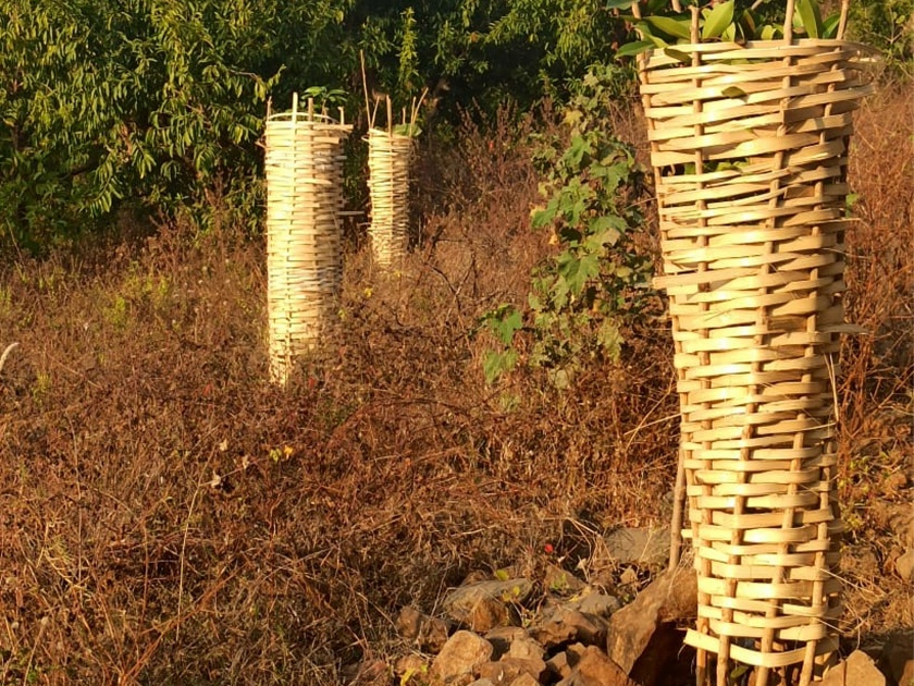 The use of bamboo protection nets for trees | वृक्षांकरीता बांबूपासून निर्मित संरक्षण जाळीचा उपयोग