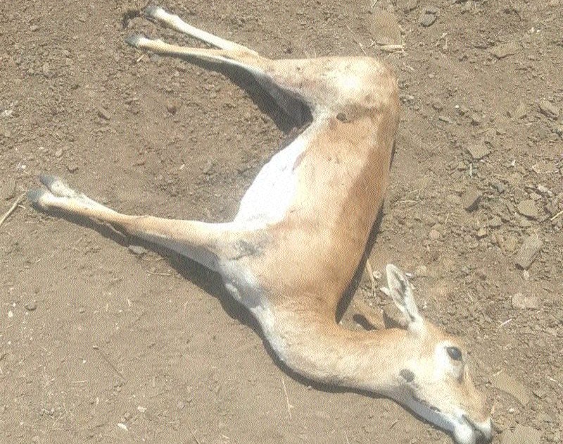 Deer found dead | हरीण आढळले मृत अवस्थेत