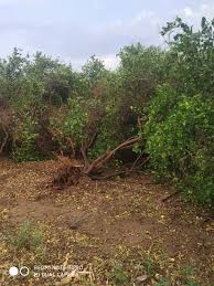 Return rains hit crops in Nashik district | नाशिक जिल्ह्यात परतीच्या पावसाचा पिकांना तडाखा