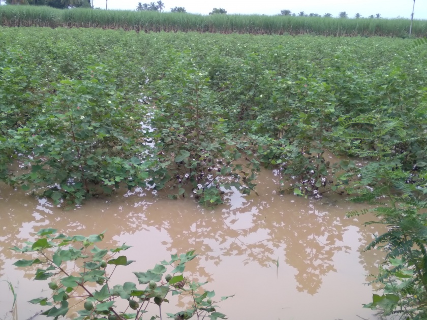 Water in the field due to heavy rains | अतिवृष्टीमुळे राहुरी तालुक्यात शेतात पाणी