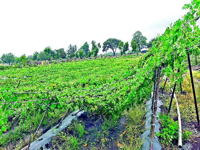 Excessive crop damage due to rains in Zodge area | झोडगे परिसरात पावसाने पिकांचे अतोनात नुकसान
