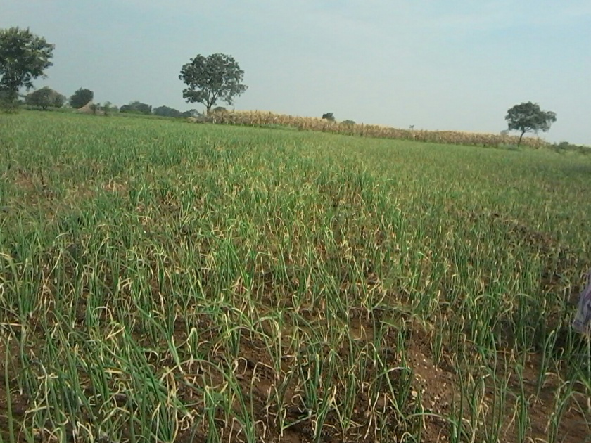  Onion crops are threatened by cloudy weather | ढगाळ वातावरणामूळे कांदा पिके धोक्यात