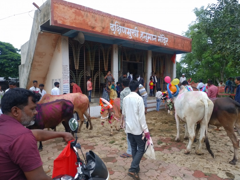 In Rajapur area bull hive in excitement | राजापूर परिसरात बैल पोळा उत्साहात