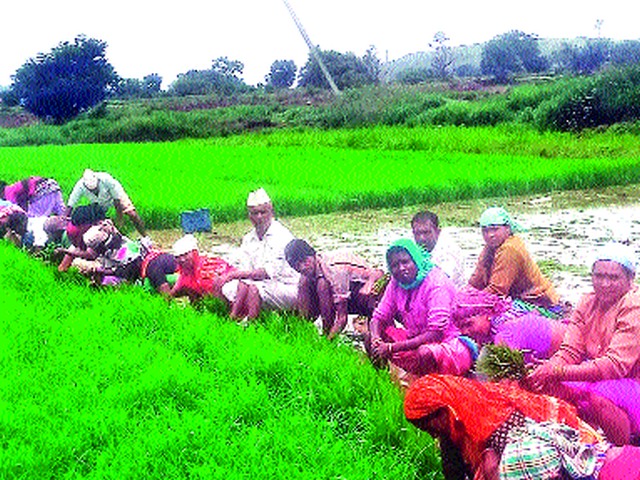 Velunjela rice planting begins | वेळुंजेला भात लावणीस सुरुवात