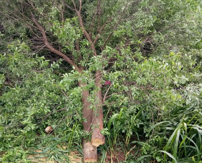 Trafficking of sandalwood trees at Nirpur | निरपूर येथे चंदनाच्या झाडांची तस्करी