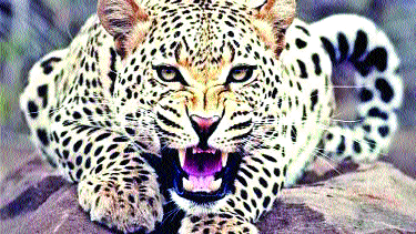 The house of the leopard has been for two decades! | बिबट्याचं घर दोन दशकांपासून उसातच!