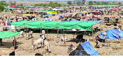Subsidy's drought in camps | माणमधील छावण्यांना अनुदानाचा दुष्काळ