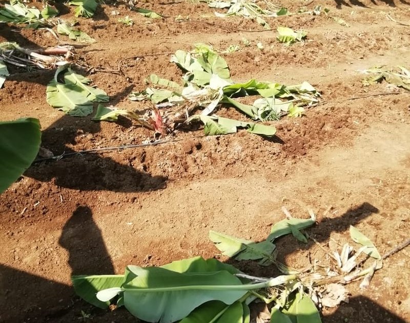 Destroyed banana orchards by cows | रानडुकरांनी केल्या केळीबागा उध्वस्त