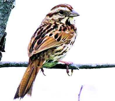Pests of domicile of birds by increasing symmetry | वाढत्या सिमेंटीकरणाने पक्ष्यांचा अधिवास धोक्यात