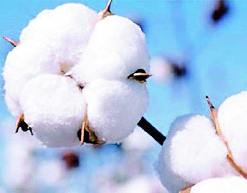 Cotton prices of 6 thousand | कापसाचे भाव ६ हजारांवर