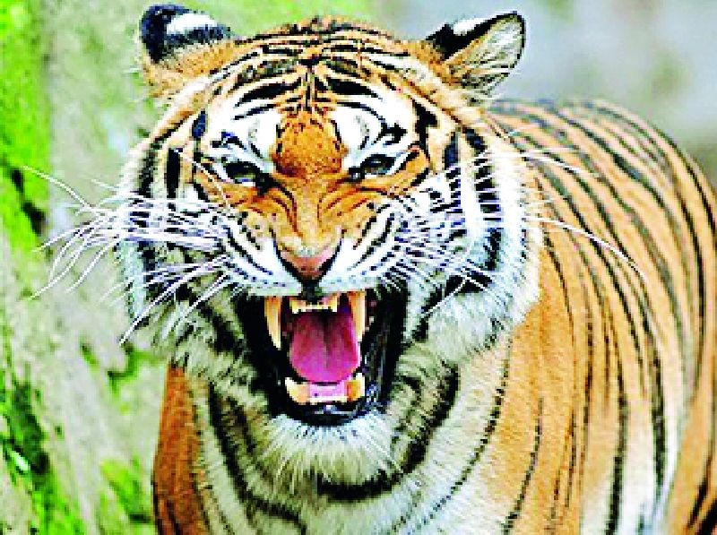 Tiger attacks continue in Wani subdivision | वणी उपविभागात व्याघ्र हल्ले सुरूच