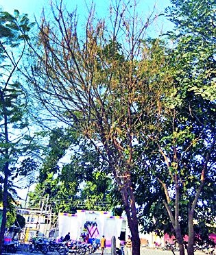 Lane attacks on Neem tree | कडूनिंबाच्या झाडांवरही अळीचे आक्रमण