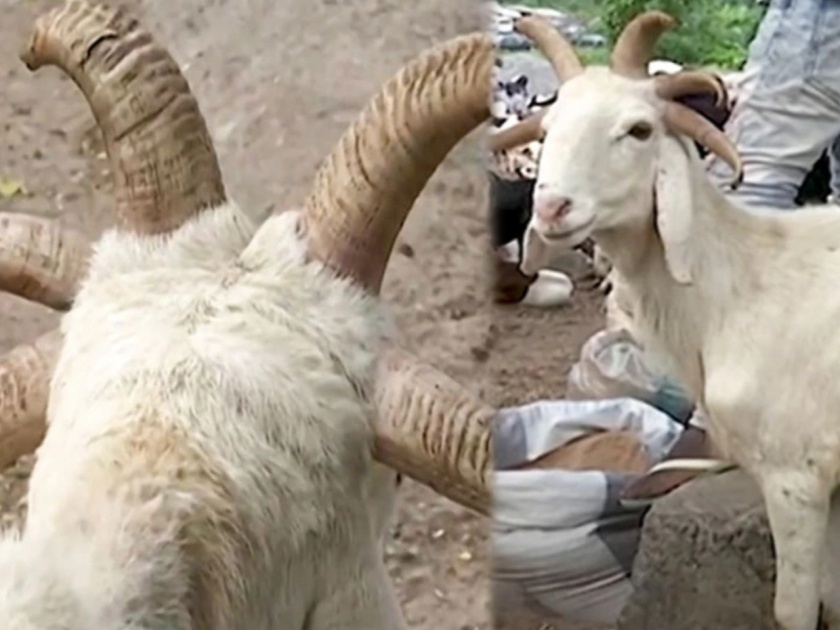 Five horned goat steals show on Eid al adha in Nigeria see images | बाबो! ईदला बाजारात दिसला पाच शींग असलेला दुर्मीळ बोकड, फोटो पाहून व्हाल अवाक्