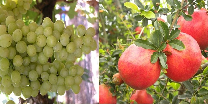 The effect of excess rainfall; Solapur exports zero amount of grapes and pomegranates this year | अतिवृष्टीचा परिणाम; द्राक्ष, डाळिंब निर्यातीत सोलापूर यंदा शुन्यावरच