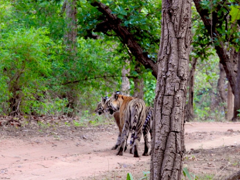 Optical illusion can you count the tigers in these photos shared by IAS officer | जंगलात फिरताना दिसले वाघ, IAS ने फोटो शेअर करत विचारलं - सांगा फोटोत किती वाघ आहेत?
