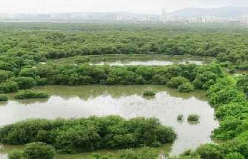 Reserve five wetlands in Uran, Navi Mumbai | नवी मुंबई, उरणमधील पाच पाणथळ जागा आरक्षित करा