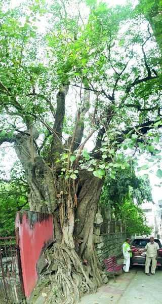 The last murmur of a 200-year-old tree; Will the 'that' tree in Sitabardi break? | २०० वर्षांच्या पुराणपुरुषाची अखेरची घरघर; सीताबर्डीतील 'ते' झाड तुटणार?  