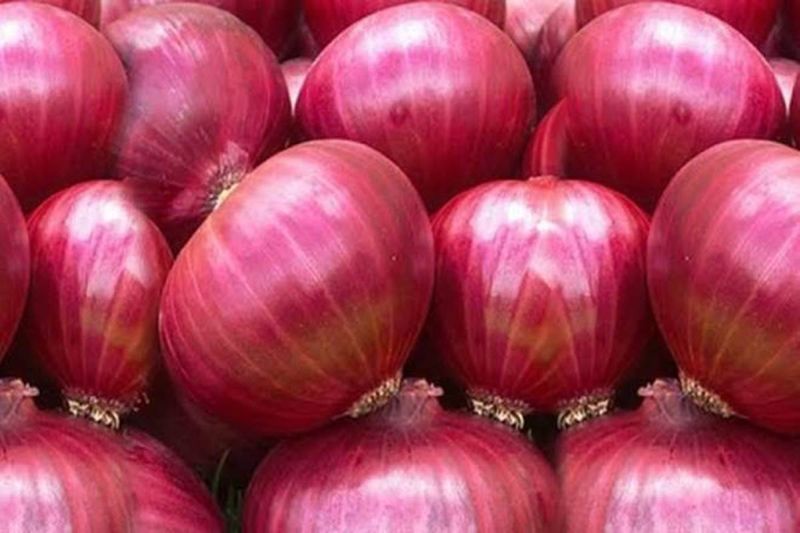 Onion growers in crisis; The price of onion is Rs 20 | कांदा उत्पादक संकटात; कांद्याला हवा २० रुपये भाव