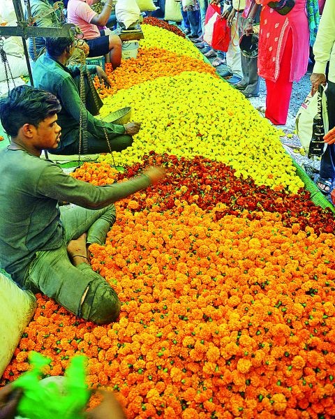 More than vq tonnes of marigold have been eroded in Nagpur | नागपुरात ५० टनांहून अधिक झेंडूची फुले झाली मातीमोल