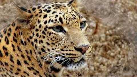 Goat killed in leopard attack | बिबट्याच्या हल्ल्यात शेळी ठार, परिसरात भितीचे वातावरण