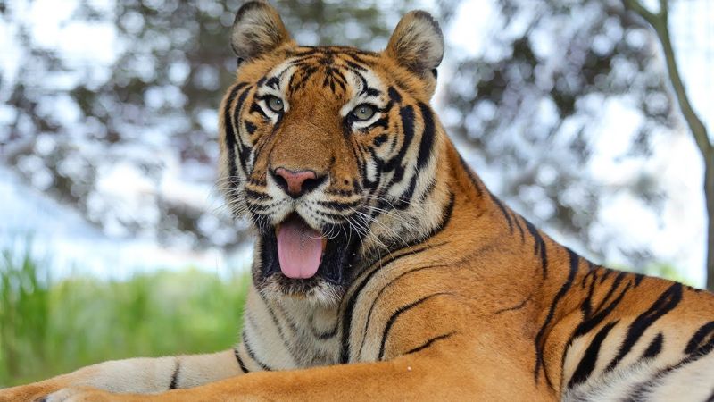 Tipeshwar tiger is now in the Gyan Ganga Sanctuary | टिपेश्वरचा वाघ आता ज्ञानगंगा अभयारण्यात