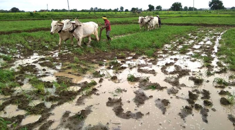 Return rains hit 13,000 farmers | परतीच्या पावसाचा १३ हजार शेतकऱ्यांना फटका