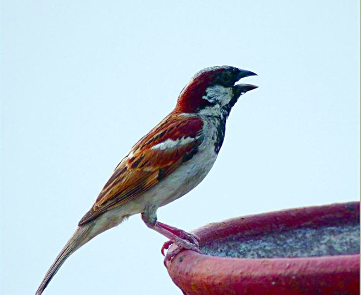 World sparrow Day; white sparrow in Nagpur | पांढरीशुभ्र चिऊताई पाहिलीय?... आपल्या चुकांमुळे भविष्यात अशाच चिमण्या दिसू शकतात!