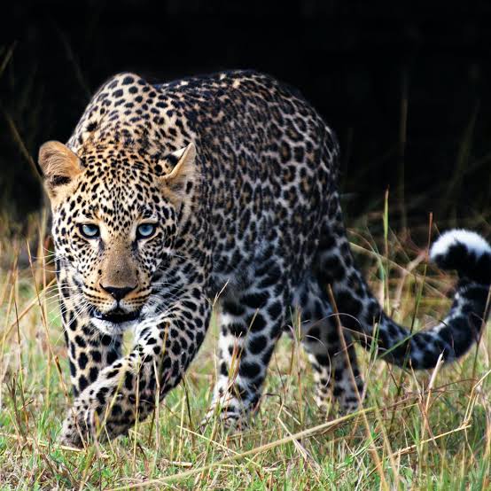 Leopard attacks on women in Indapur taluka | इंदापूर तालुक्यात बिबट्याचा महिलेवर हल्ला; दैव बलवत्तर म्हणून वाचला जीव