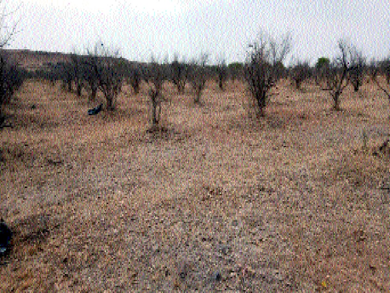 The final element counting the orchards in Ashti taluka | आष्टी तालुक्यातील फळबागा मोजताहेत अंतिम घटका