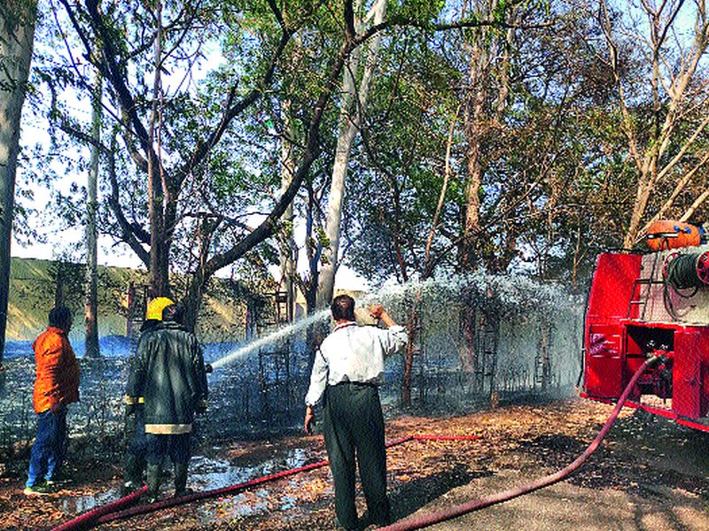 Fire to trees in hydroelectricity project | जलविज्ञान प्रकल्पातील झाडांना आग