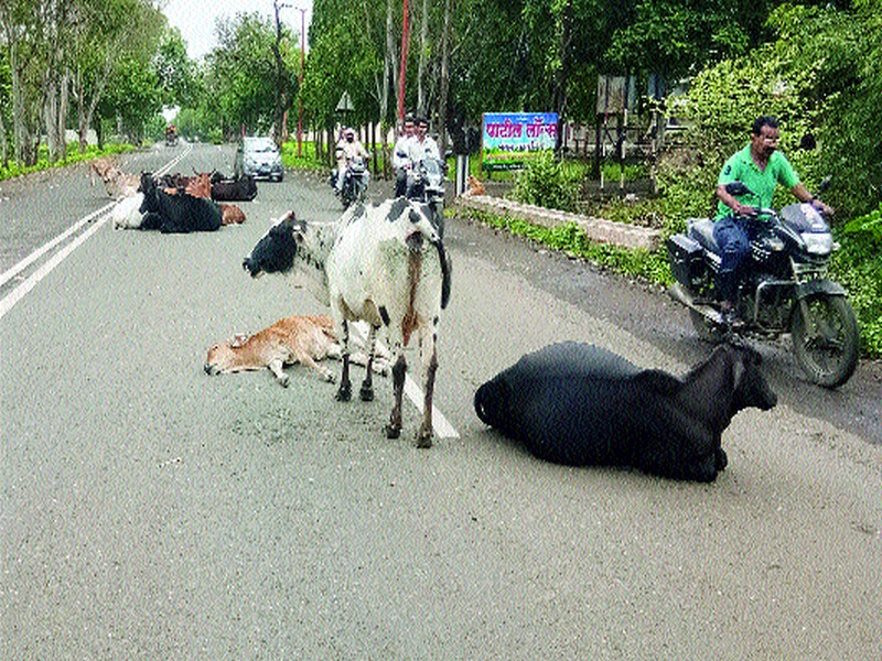  Citizens suffer for mock animals on Gangapur Road | गंगापूररोडवर मोकाट जनावरांचा नागरिकांना त्रास