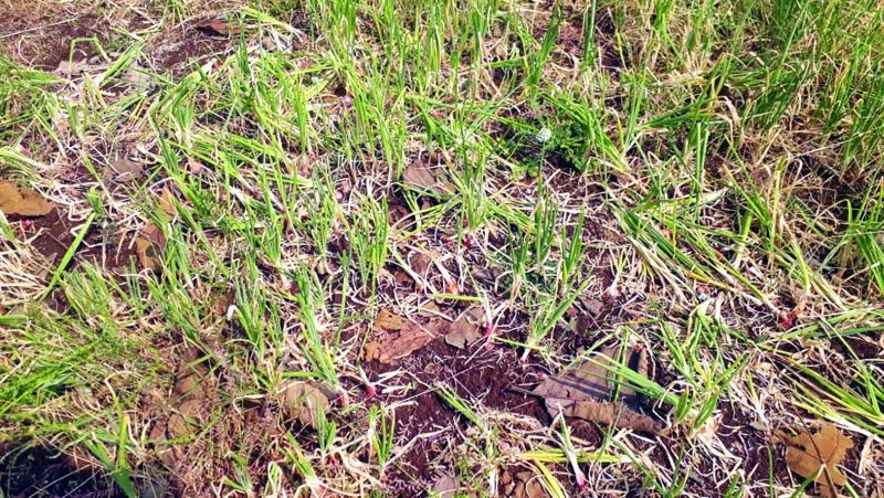 Damage to crops in 4,770 hectares in Akola district due to untimely rains | अवकाळी पावसामुळे अकोला जिल्ह्यात ४ हजार ७७० हेक्टरमध्ये पिकांचे नुकसान