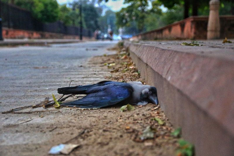 151 different birds died in 11 days in Gondia district | गोंदिया जिल्ह्यात ११ दिवसात १५१ विविध पक्ष्यांचा मृत्यू