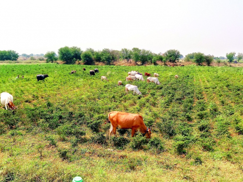 The animals left in the field of pepper in Nagpur district | नागपूर जिल्ह्यातील शेतकऱ्यांनी मिरचीच्या शेतात सोडली जनावरे